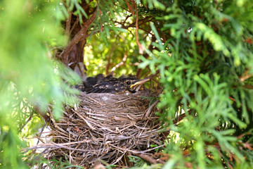 Baby Robin Fledglings in Nest