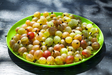 Ripe juicy gooseberry fruit