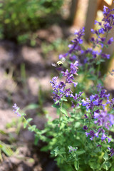 Bumblebee Pollinating Purple Flowers of Catmint