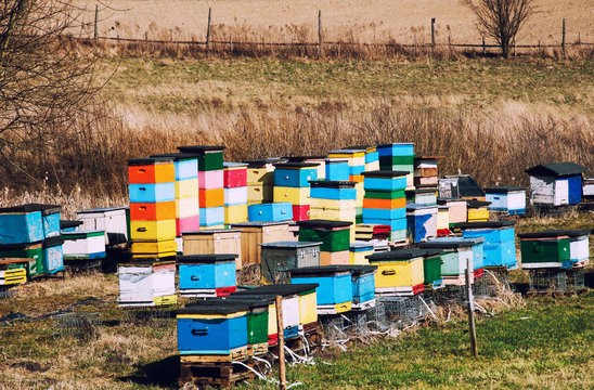 Beehives in multiple colours on sunny day