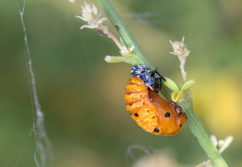 Ladybug pupa © Eduardo Estellez