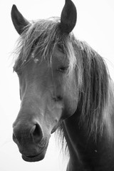 European wild horse in black and white.