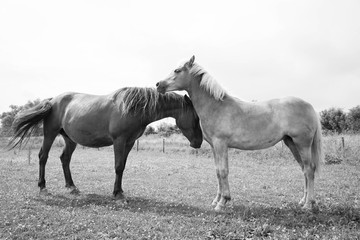 European wild horse in black and white.