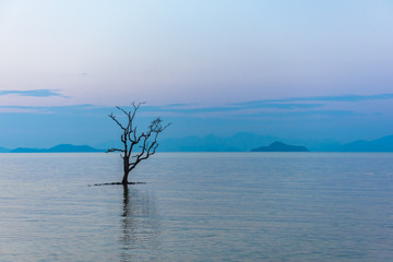 Die tree in the sea. Selective Focus.