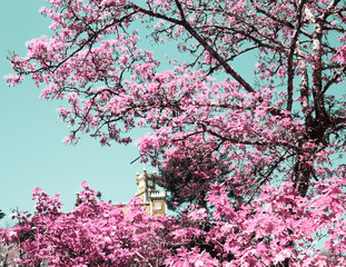 Pena National Palace (Palacio Nacional da Pena) - Romanticist palace in Sao Pedro de Penaferrim. Sintra, Portugal.
