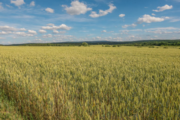 Landschaft im Sommer