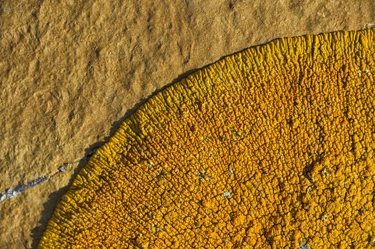 Orance lichen on boulder