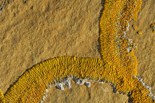 Orance lichen on boulder