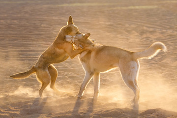 Fototapeta na wymiar Dogs play in sand dust at sunset light