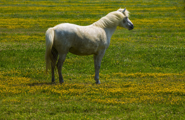 Obraz premium Beautiful white horse