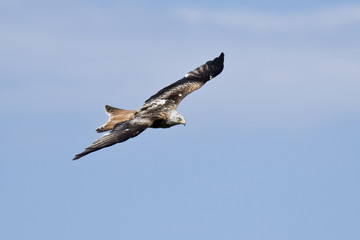 Milano real (Milvus milvus) planeando sobre un cielo azul