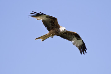 Milano real (Milvus milvus) volando en un cielo azul buscano presas