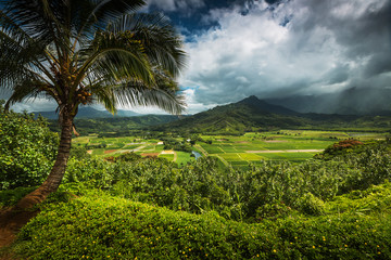 Fototapeta na wymiar Hanalei Valley overlooking the taro fields of Kauai, Hawaii