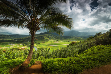 Fototapeta na wymiar Hanalei Valley overlooking the taro fields of Kauai, Hawaii