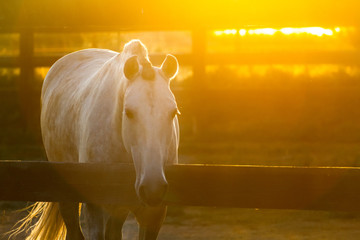 White horse in farm at sunset light
