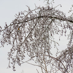 Fototapeta na wymiar icy tree branches