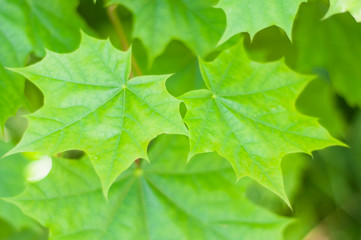 two young maple leaf background
