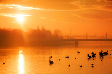 Wisla river with swans in Krakow