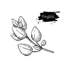 Oregano vector drawing. Isolated Oregano plant with leaves. Herb - obrazy, fototapety, plakaty