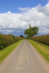 Fototapeta na wymiar country road with ash tree