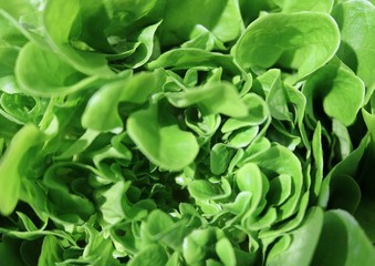 Lettuce (Lactuca sativa) - herbaceous plants Asteraceae food culture
