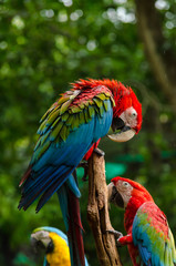 Fototapeta na wymiar Colorful couple macaws on log,colorful in Nature