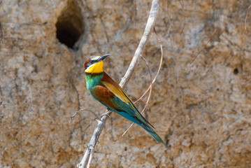 Exotic tropical bird