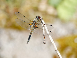 Dragonfly, yellow darter, sitting on a reed straw