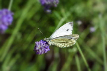 Weißer Kohlweißling auf Lavendel im Sommer