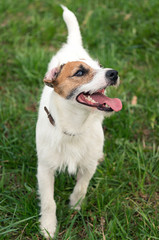 dog breed Jack Russell Terrier