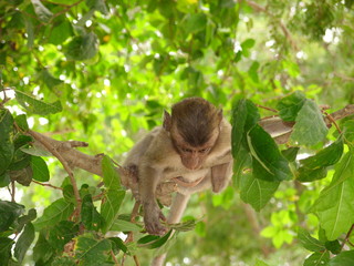 cute monkey cub hanging on a tree branch