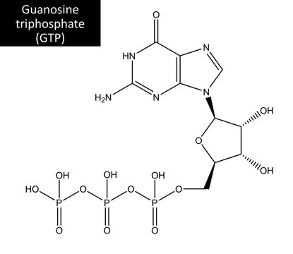 Molecular structure of Guanosine triphosphate