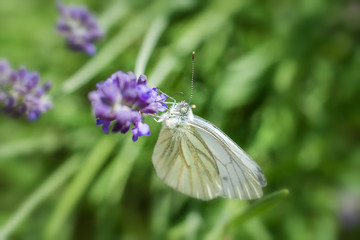 Großer Kohlweißling sucht sich seine Nahrung an einer Lavendelblüte