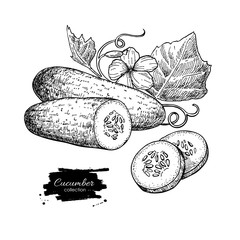 Cucumber hand drawn vector. Isolated cucumber, sliced pieces and
