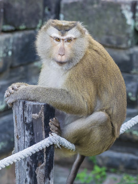 Monkey sitting on a rope
