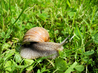 Weinbergschnecke im Garten Makro