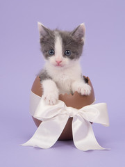 Lavender Easter egg kitten