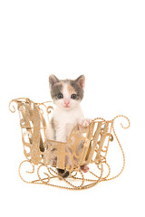 Baby cat in a christmas sleigh