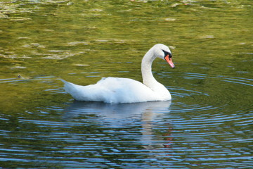 Obraz premium White Swan in Green Water with Blue Ripples