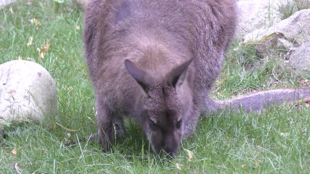 Bennets wallaby feeds