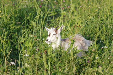 a young white goat lying on a green meadow among the beautiful flowers