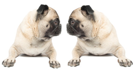 Fawn Pug looking at himself.  Pug dog on a white background. 
