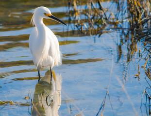 White Egret looking for fish in Mission Bay.  San Diego, California USA.