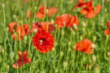 Papaver rhoeas (common names include common poppy, corn poppy, c