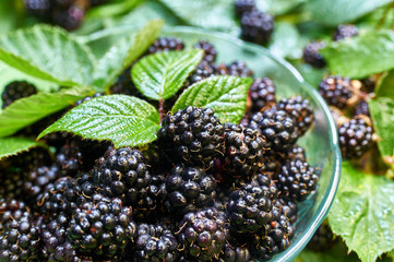 Forest blackberry in a small glass bowl