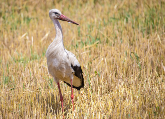 Ein Storch läuft bei der Ernte auf einem Kornfeld herum
