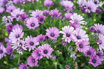 Purple African Daisy ( Osteospermum Ecklonis )