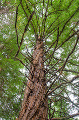 Redwood Grove in Hamurana Springs, Rotorua New Zealand.
