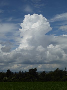 &Auml;hre, Weizen, Tau