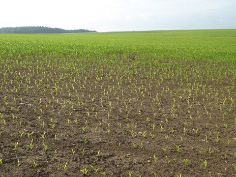 &Auml;hre, Weizen, Tau